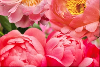 Bloom Bliss with Peonies